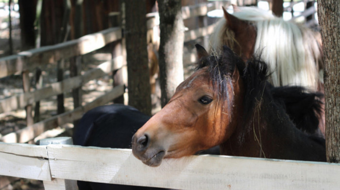Na dobošu konji koji su presudom oduzeti od prethodnog vlasnika - početna cena za četiri životinje oko 2. 400 evra