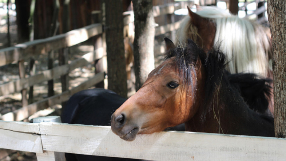 Na dobošu konji koji su presudom oduzeti od prethodnog vlasnika - početna cena za četiri životinje oko 2. 400 evra
