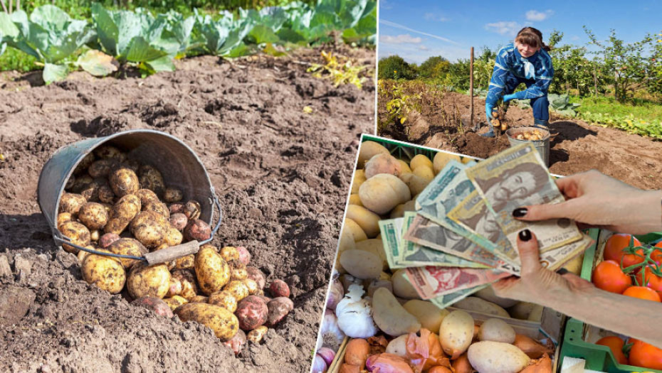 I visoke cene povrća uticale na inflaciju - smanjena proizvodnja i slab rod digli cenu krompiru za 130 odsto