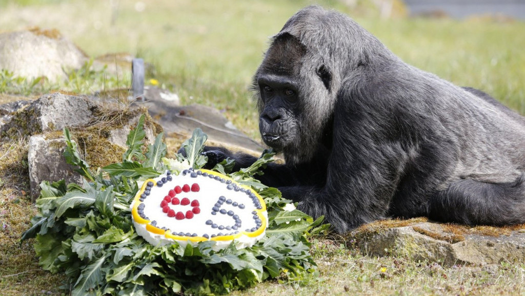 Najstarija gorila na svetu proslavila 65. rođendan