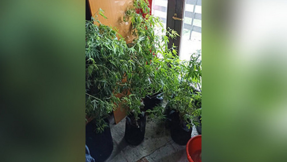 Uhapšen sedamdesetogodišnjak u Užicu, osumnjičen da je gajio i preprodavao marihuanu