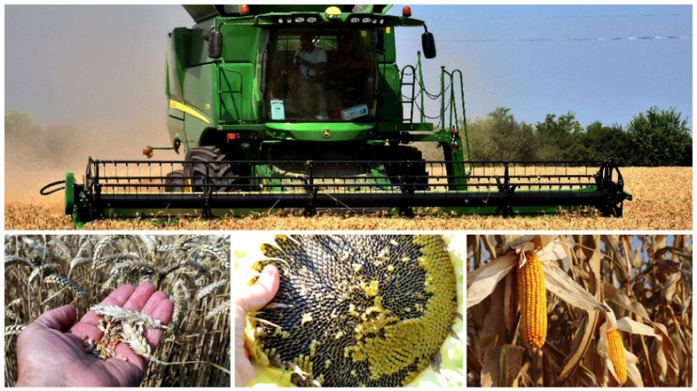 Produktna berza: Pad cena kukuruza, pšenice, soje i uljane repice
