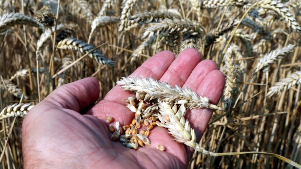 Skok globalne cene pšenice nakon zabrane izvoza u Indiji