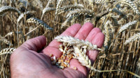 Cena pšenice u novom rekordu, skok zbog povećanja kvota