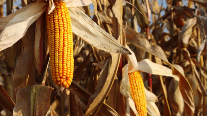 Ministarstvo poljoprivrede: Nivo aflatoksina ostaje isti, bez promene propisa u narednih godinu dana