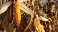 Ministarstvo poljoprivrede: Nivo aflatoksina ostaje isti, bez promene propisa u narednih godinu dana