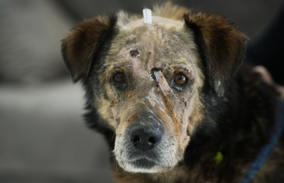 Povređen pas u centru ADA fondacije u Poljskoj