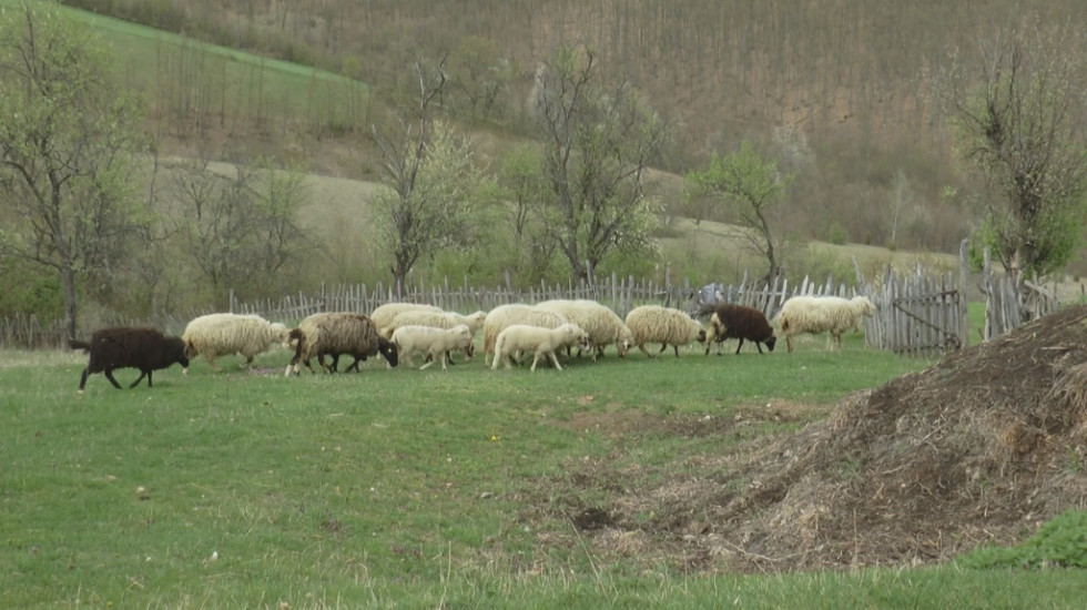 "Došli su džipom bez tablica usred bela dana": Lopovi pokušali da odnesu ovce i jagnjad u selu kod Gornjeg Milanovca