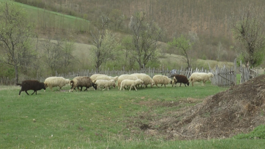 "Došli su džipom bez tablica usred bela dana": Lopovi pokušali da odnesu ovce i jagnjad u selu kod Gornjeg Milanovca