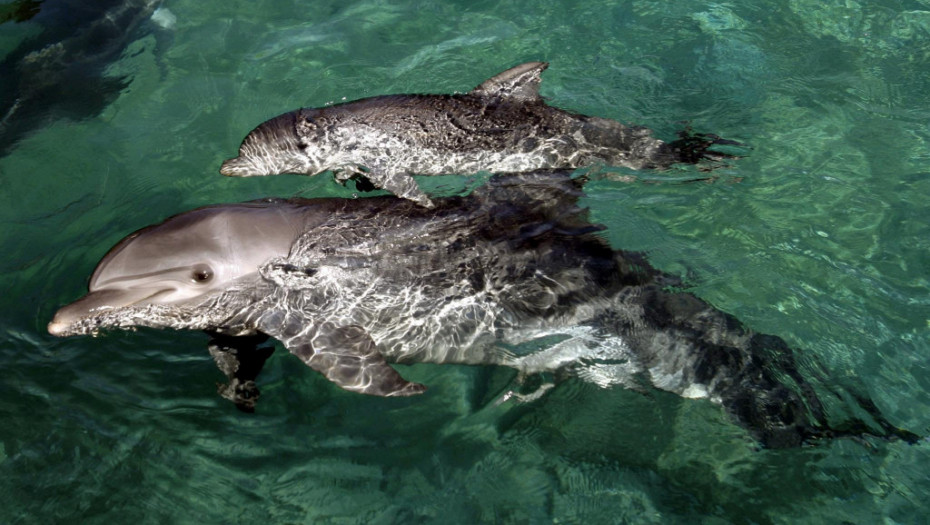 Japanske vlasti tragaju za delfinom koji je ujedao ljude, ostavili ultrazvučne predajnike duž plaže