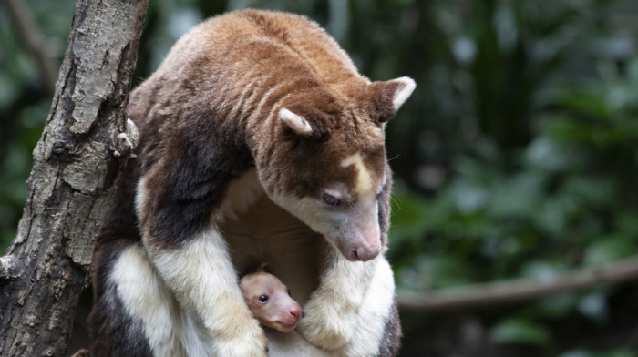 Zoo vrt u Bronksu bogatiji za retku i ugroženu vrstu kengura