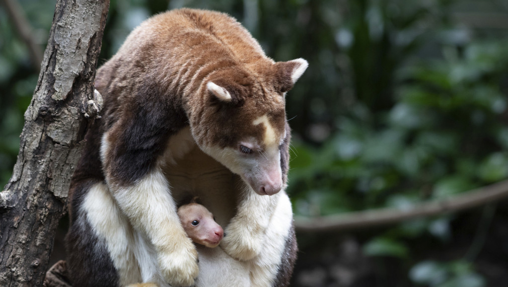 Zoo vrt u Bronksu bogatiji za retku i ugroženu vrstu kengura