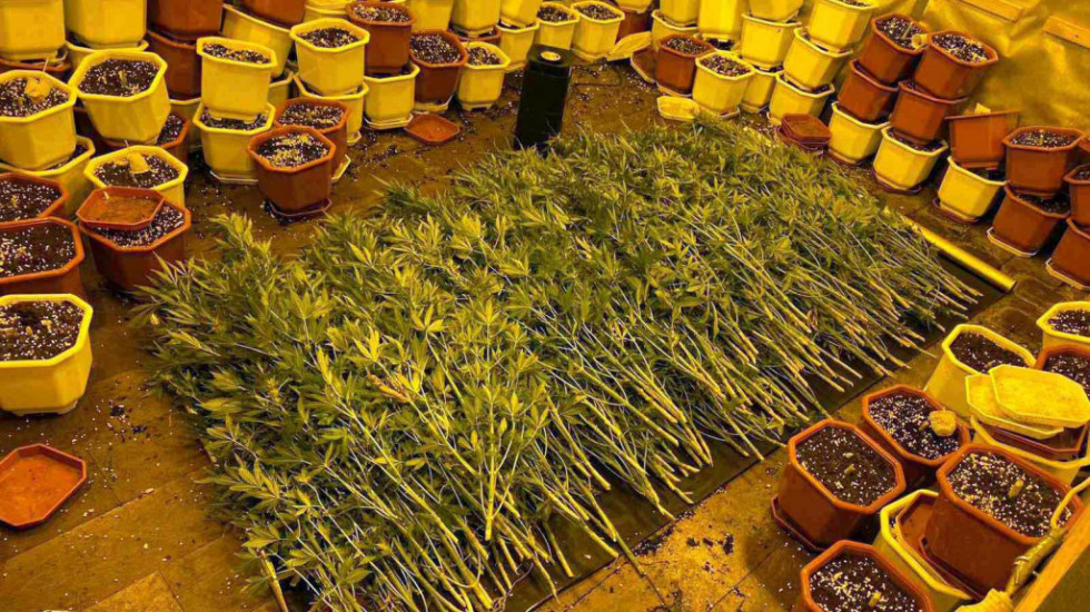 U Nišu uhapšene dve osobe zbog uzgoja i prodaje marihuane