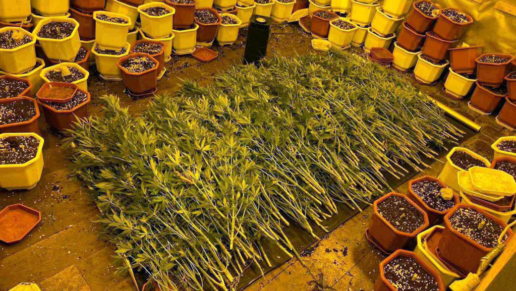 U Nišu uhapšene dve osobe zbog uzgoja i prodaje marihuane