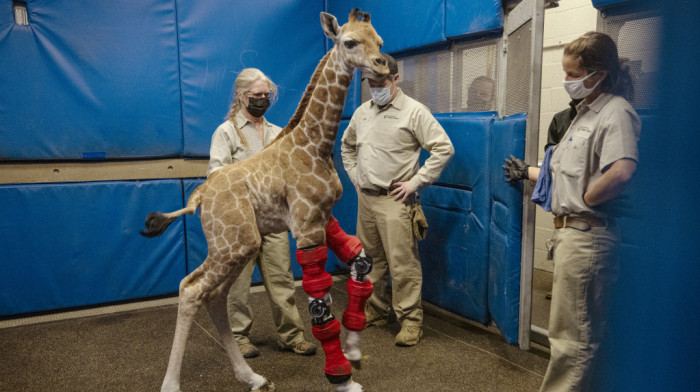 (VIDEO) Iskustvo s paraolimpijcima pomoglo u lečenju životinje: Mladunče žirafe prohodalo pomoću specijalne proteze