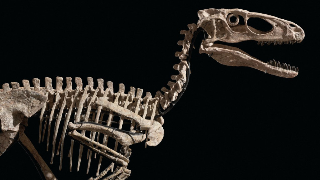 Skelet dinosaurusa Hektora prodat za više od 12 miliona dolara