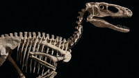 Skelet dinosaurusa Hektora prodat za više od 12 miliona dolara