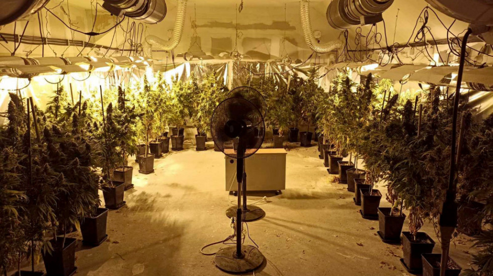 Razbijena organizovana kriminalna grupa: Policija otkrila laboratorije za proizvodnju marihuane