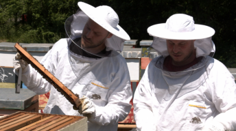 Kakav med daju pčele sa krovova solitera i hotela: Urbano pčelarstvo u Beogradu - od dorćolskih pčela 17 kg po košnici