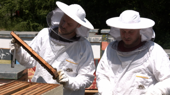 Od 1. maja manji troškovi za pčelare: Pravilnik "skida" više hiljada dinara