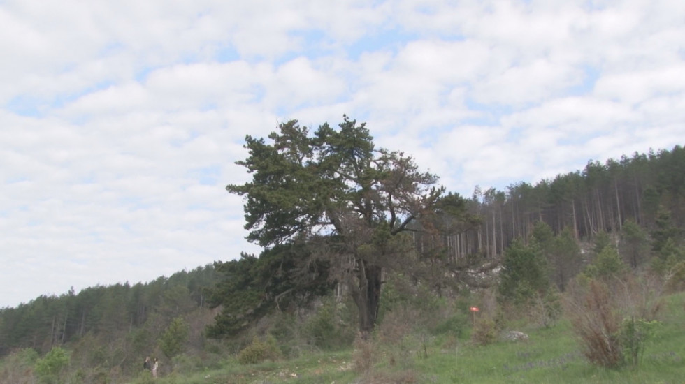 Retko i strogo zaštićeno drvo, staro dva veka usamnjeno raste podno Murtenice