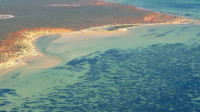 Najveća biljka na svetu otkrivena kod obale Australije, prekriva 200 kvadratnih kilometara