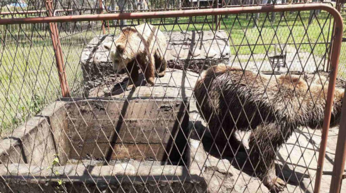 Policija otkrila dva zaštićena mrka medveda u kavezu