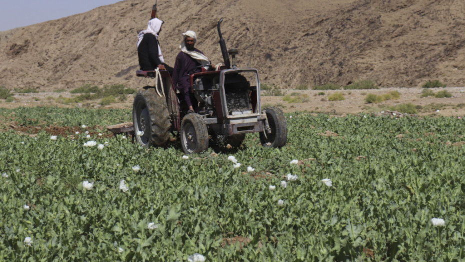 Talibani počeli kampanju za iskorenjivanje uzgoja maka u Avganistanu