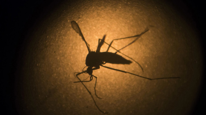U Zagrebu ispuštena prva grupa od 50.000 uvezenih sterilnih jedinki komarca