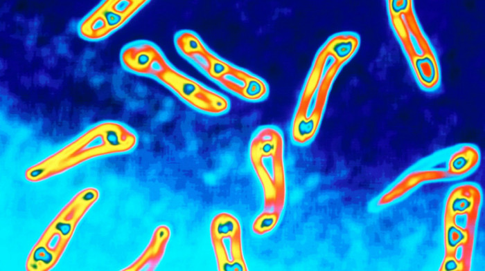 Kompanija Roš pronašla novi antibiotik koji deluje protiv smrtonosne superbakterije