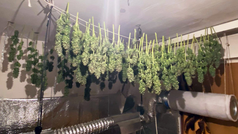 Otkrivena kućna laboratorija za uzgajanje marihuane u Kragujevcu