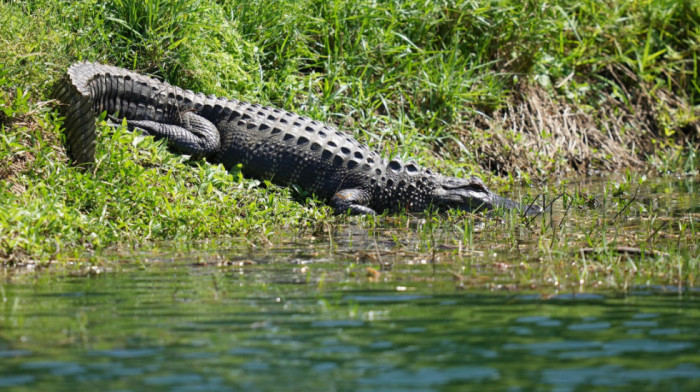 Posle sedam sati borbe u Misisipiju uhvaćen i ubijen dosad najveći aligator - velik kao terensko vozilo