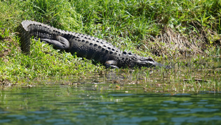 Posle sedam sati borbe u Misisipiju uhvaćen i ubijen dosad najveći aligator - velik kao terensko vozilo