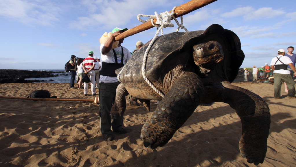 Na Galapagosu pronađena džinovska kornjača za koju se verovalo da je izumrla