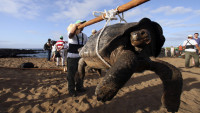 Na Galapagosu pronađena džinovska kornjača za koju se verovalo da je izumrla