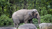 Presuda suda u Njujorku: Slonica ostaje u njujorškom zoo vrtu, ne podleže zakonima koji se odnose na ljude