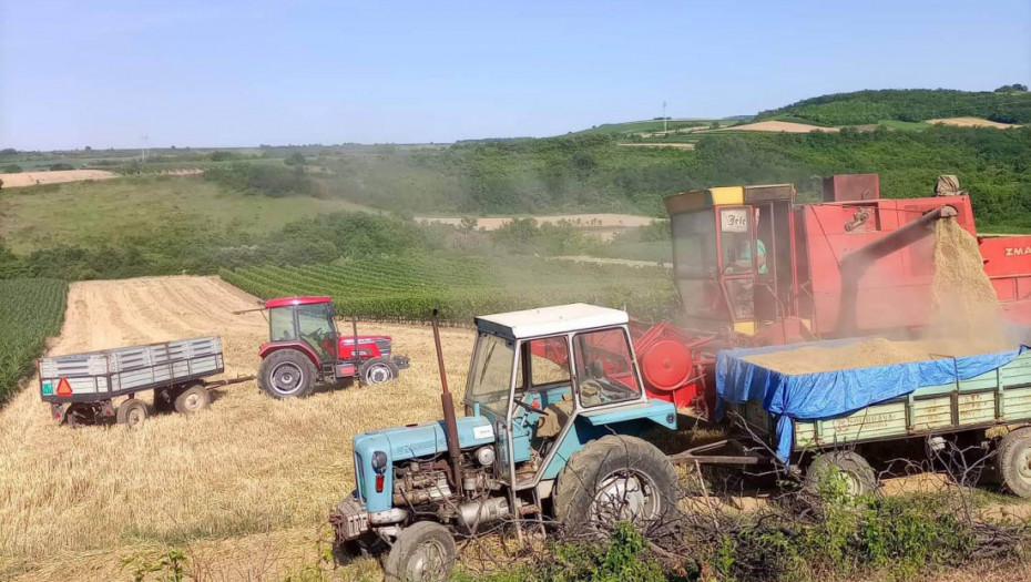 Produktna berza: Cena kukuruza raste, pšenica u blagom padu