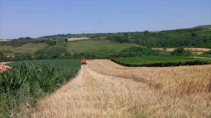 "Više ni ne kukamo": Pšenica lošeg kvaliteta, poljoprivrednici nezadovoljni cenom, ali tržište će biti dobro snabdeveno