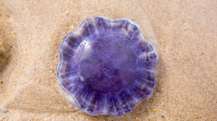 Ekspanzija otrovnih ljubičastih meduza u Jonskom i Egejskom moru: Šta raditi ako vas opeče