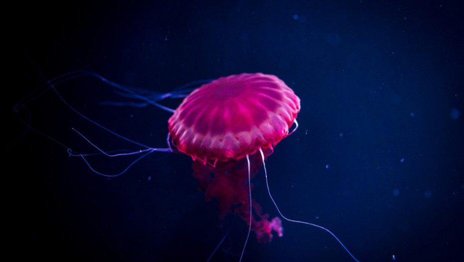 Ljubičaste meduze se vraćaju u grčka mora: Severni Egej "čist", njihova pojava biće intenzivnija u drugim oblastima