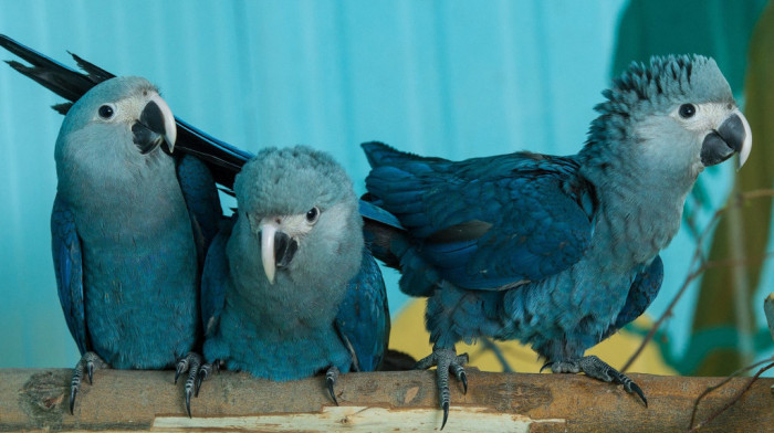Naučni eksperiment u kome su papagaji učili da koriste video pozive