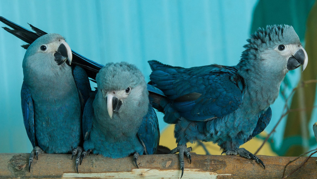 Naučni eksperiment u kome su papagaji učili da koriste video pozive