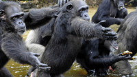 "Razgovor" s dalekim rođacima: Ljudi razumeju glasovni jezik kojim se služe majmuni