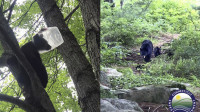 Mladunče medveda se zaglavilo u plastičnoj ambalaži, tim biologa ga uspešno spasio