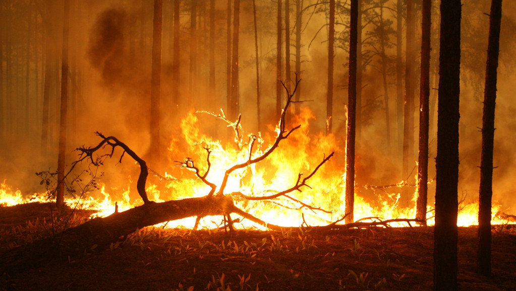 U Rusiji gori 116 šumskih požara, ugašeno 60