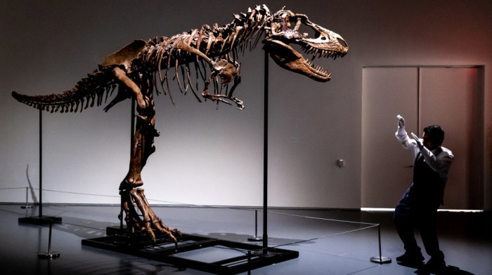 Kome treba gorgosaurus: Skelet dinosaurusa star 76 miliona godina na aukciji u Njujorku