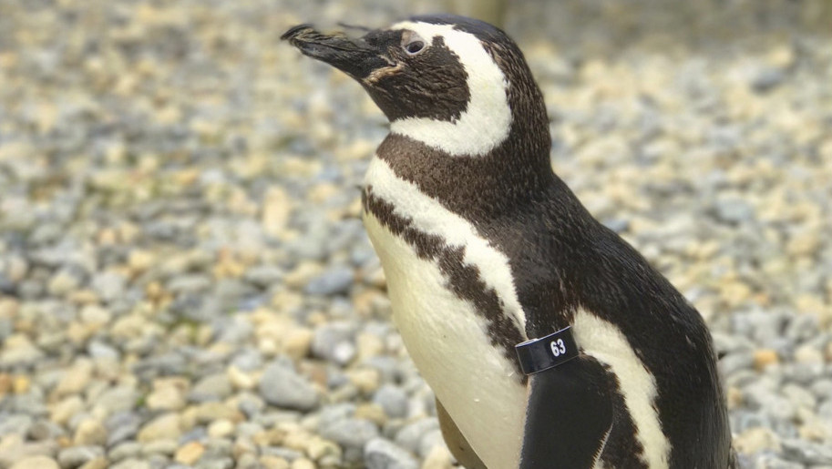 Najstariji Magelanov pingvin uginuo u zoološkom vrtu u San Francisku: Imao je ličnost starijeg sofisticiranog gospodina