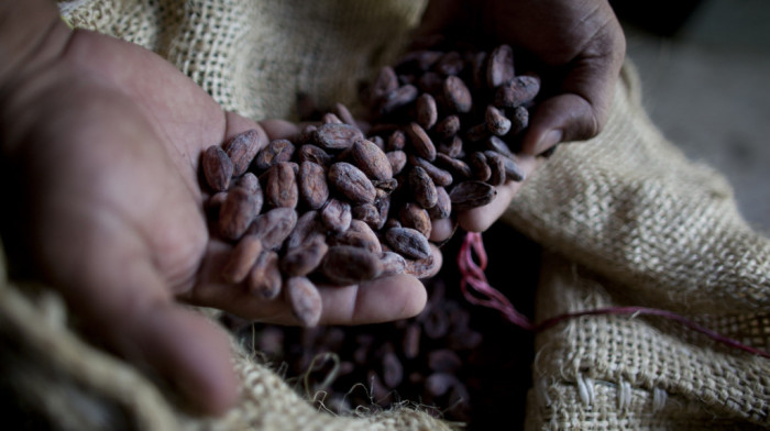 Gana povećala otkupnu cenu kakaa od domaćih farmera za više od 63 odsto