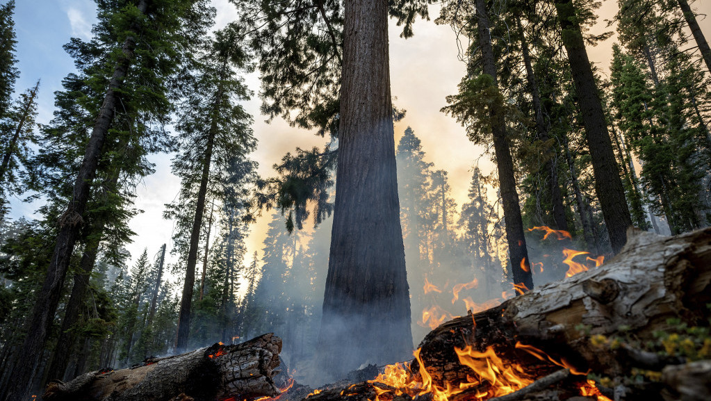 Požar u Nacionalnom parku Josemiti, ugrožene džinovske sekvoje