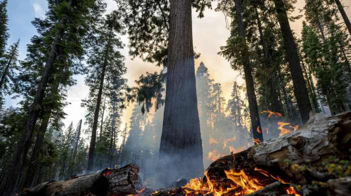 Požar u Nacionalnom parku Josemiti, ugrožene džinovske sekvoje